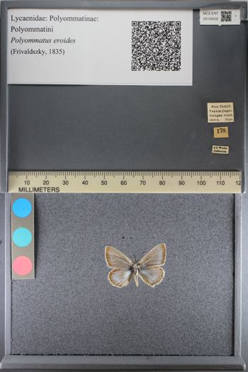 Media type: image;   Entomology 193532